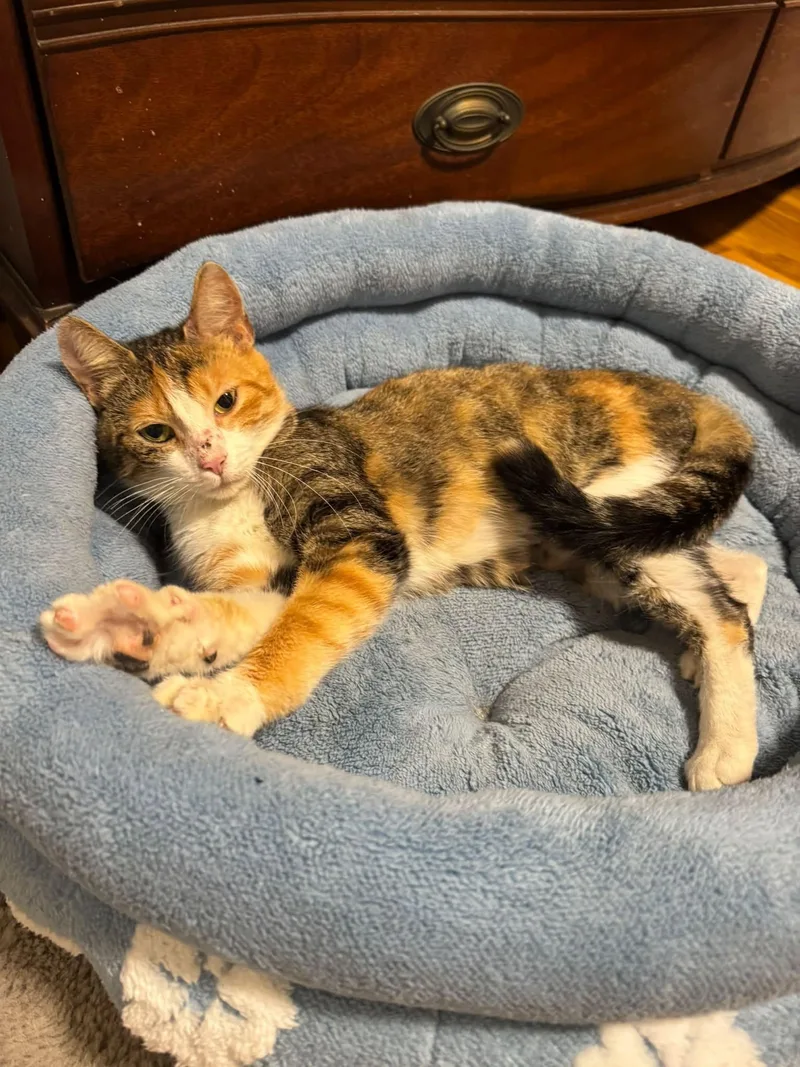 An adult medium-sized female Domestic Short Hair cat named Stitches for adoption in Enfield, CT