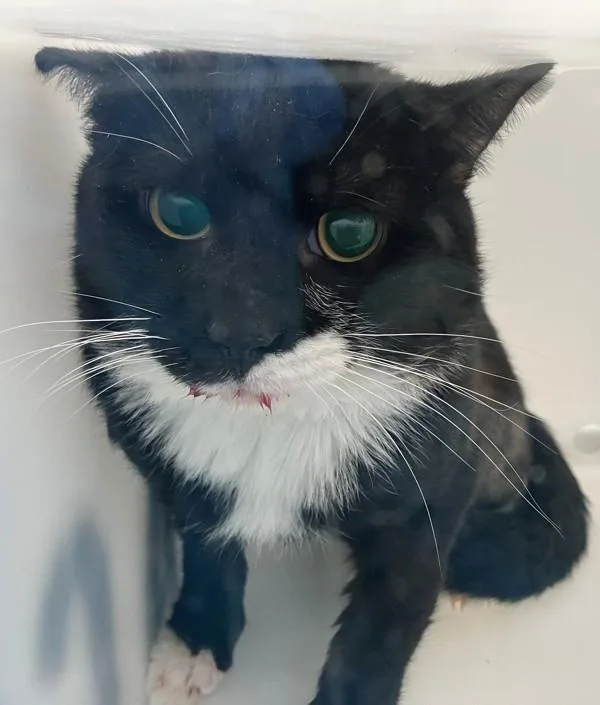 An adult medium-sized male Domestic Short Hair cat named Shadowpaw for adoption in Staten Island, NY