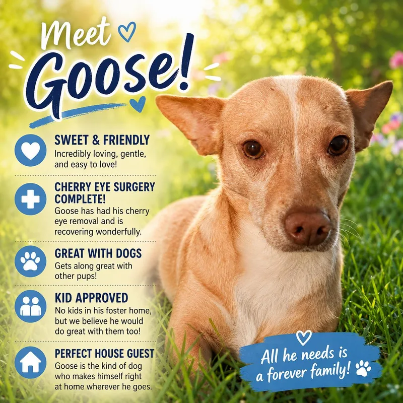 An adult small-sized male Brown / Chocolate Chihuahua dog named Goose for adoption in Phoenix , AZ
