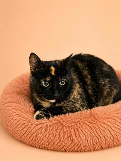 An adult medium-sized female Domestic Short Hair cat named Midnight Girl for adoption in Bowling Green, KY