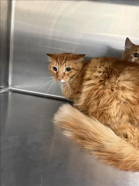 A young large-sized male Domestic Short Hair cat named Lion for adoption in Los Angeles, CA