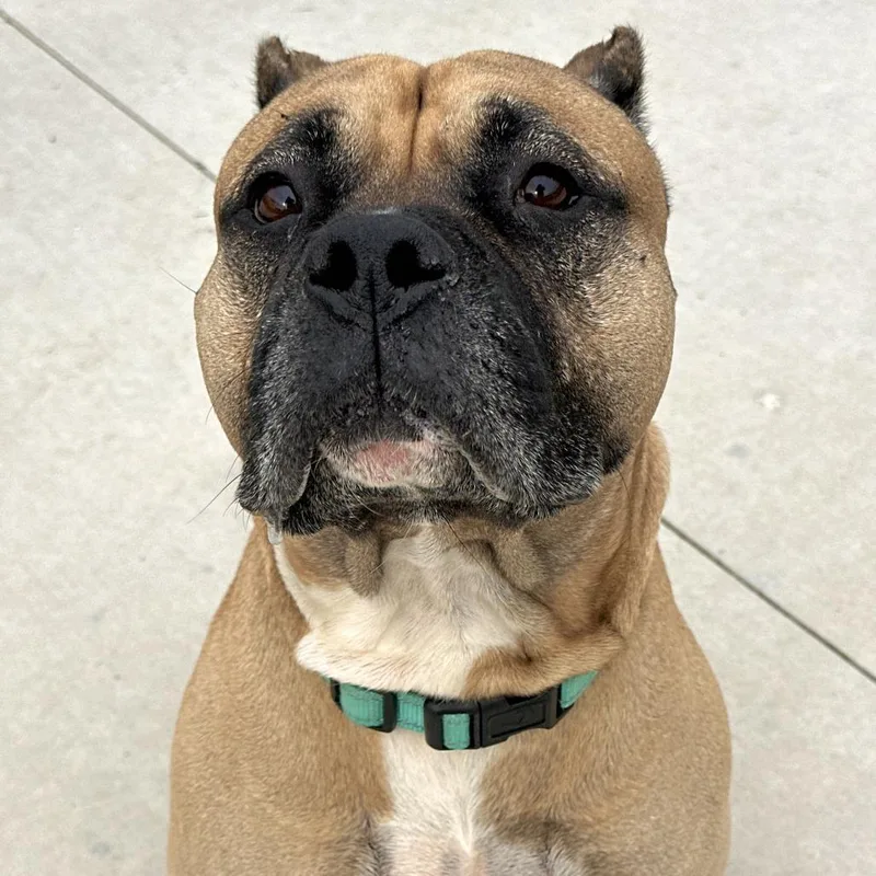 An adult large-sized male Cane Corso dog named Hulk for adoption in Matteson, IL