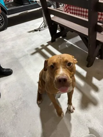 A young large-sized male Mixed Breed dog named Snicker Doodle for adoption in West Palm Beach, FL