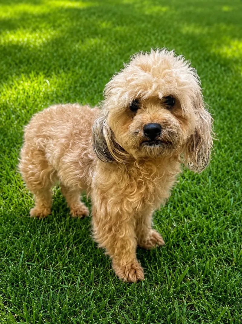 An adult small-sized female Miniature Poodle dog named Asia for adoption in Waldorf, MD