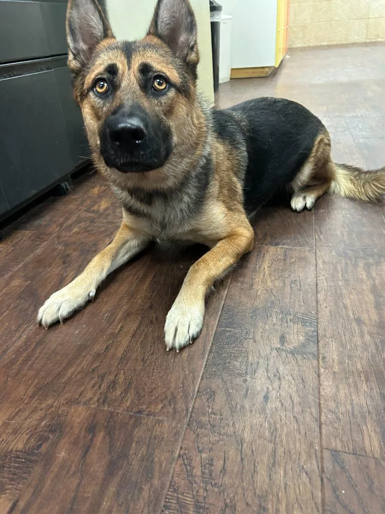 A young medium-sized female German Shepherd Dog dog named Dog Kennel for adoption in Greenville, TX