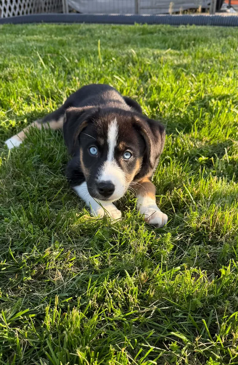 A baby medium-sized female Australian Shepherd dog named Ari for adoption in Mechanicsburg, PA