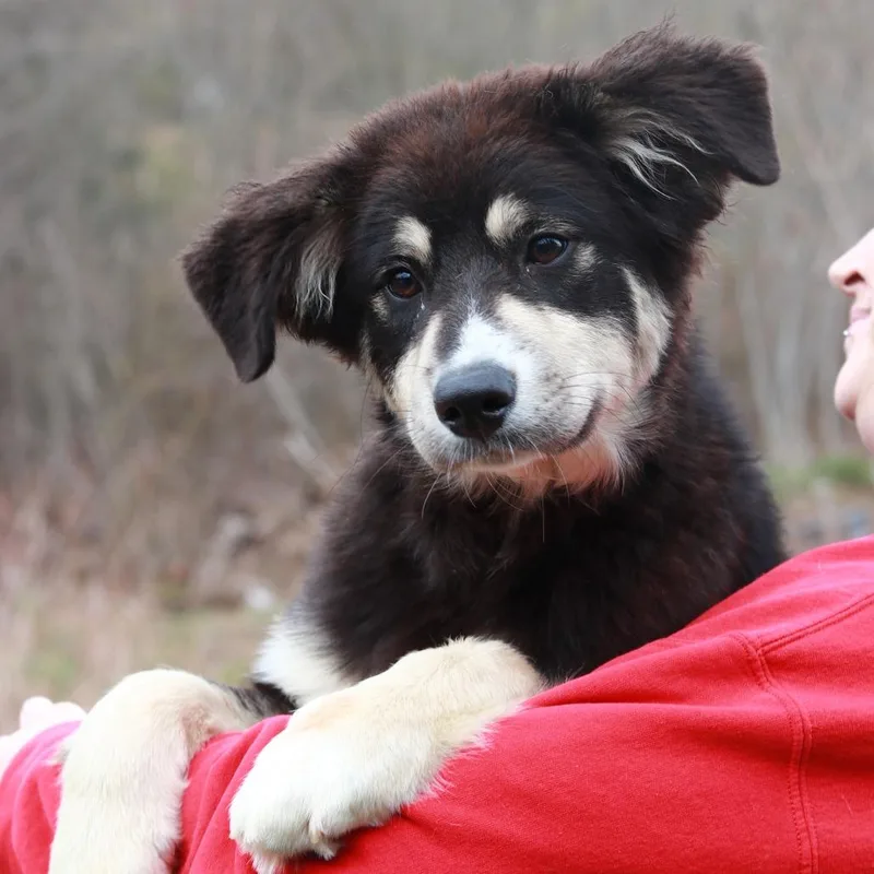 Ct Darla thumbnail 3