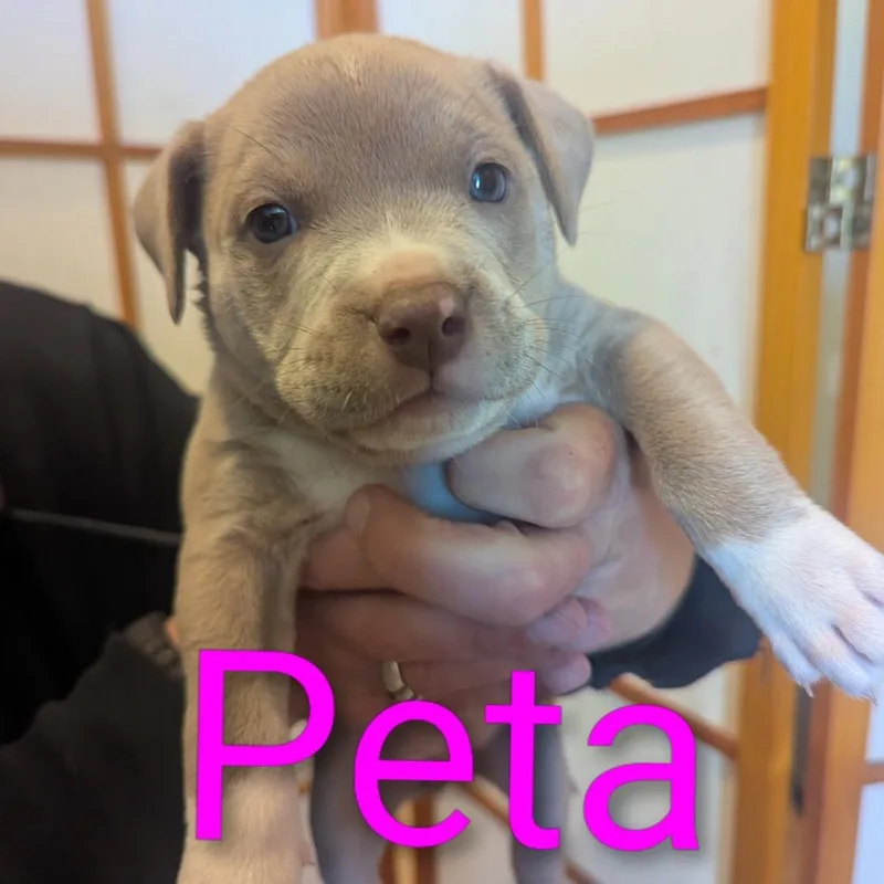 Peta D thumbnail 2