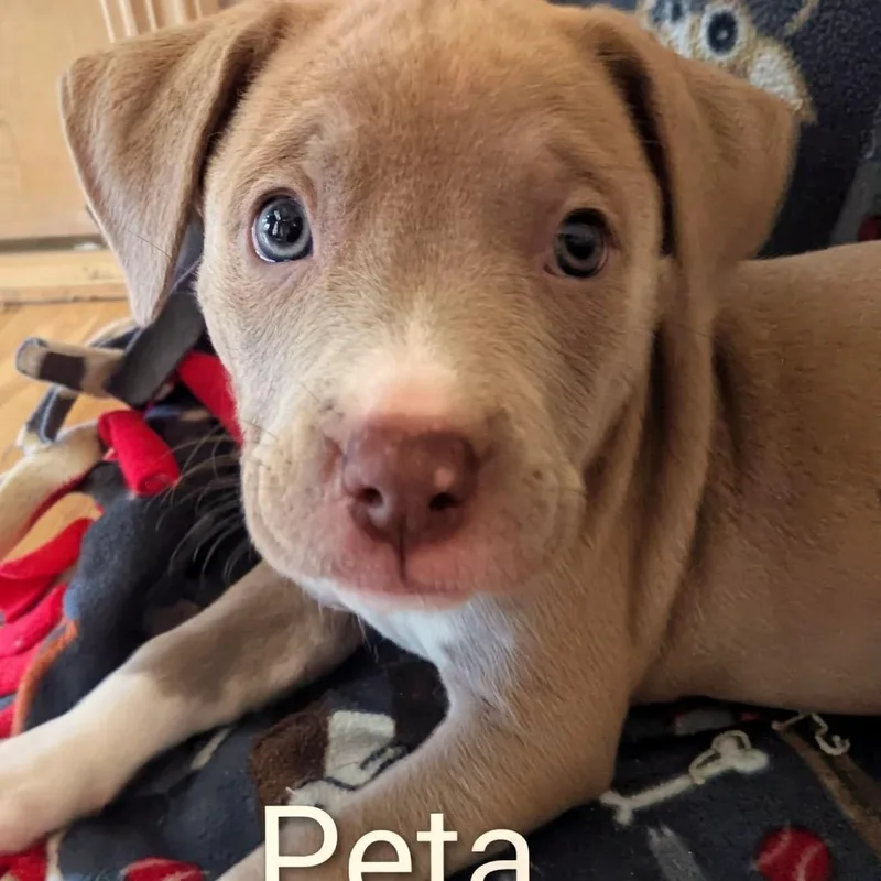 Peta D thumbnail 3