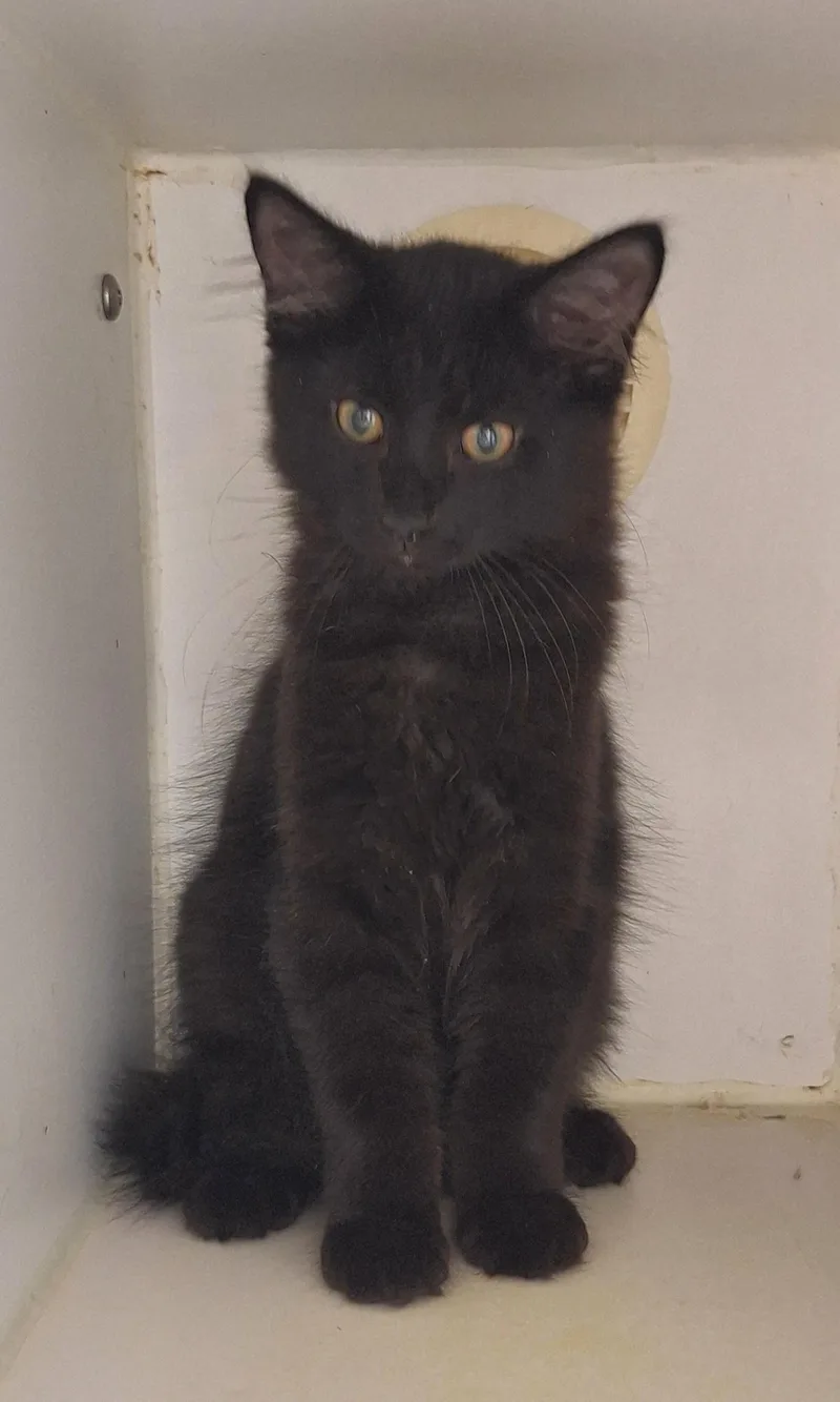 A baby medium-sized male Black Domestic Medium Hair cat named Boom & Blast for adoption in Stanton, KY