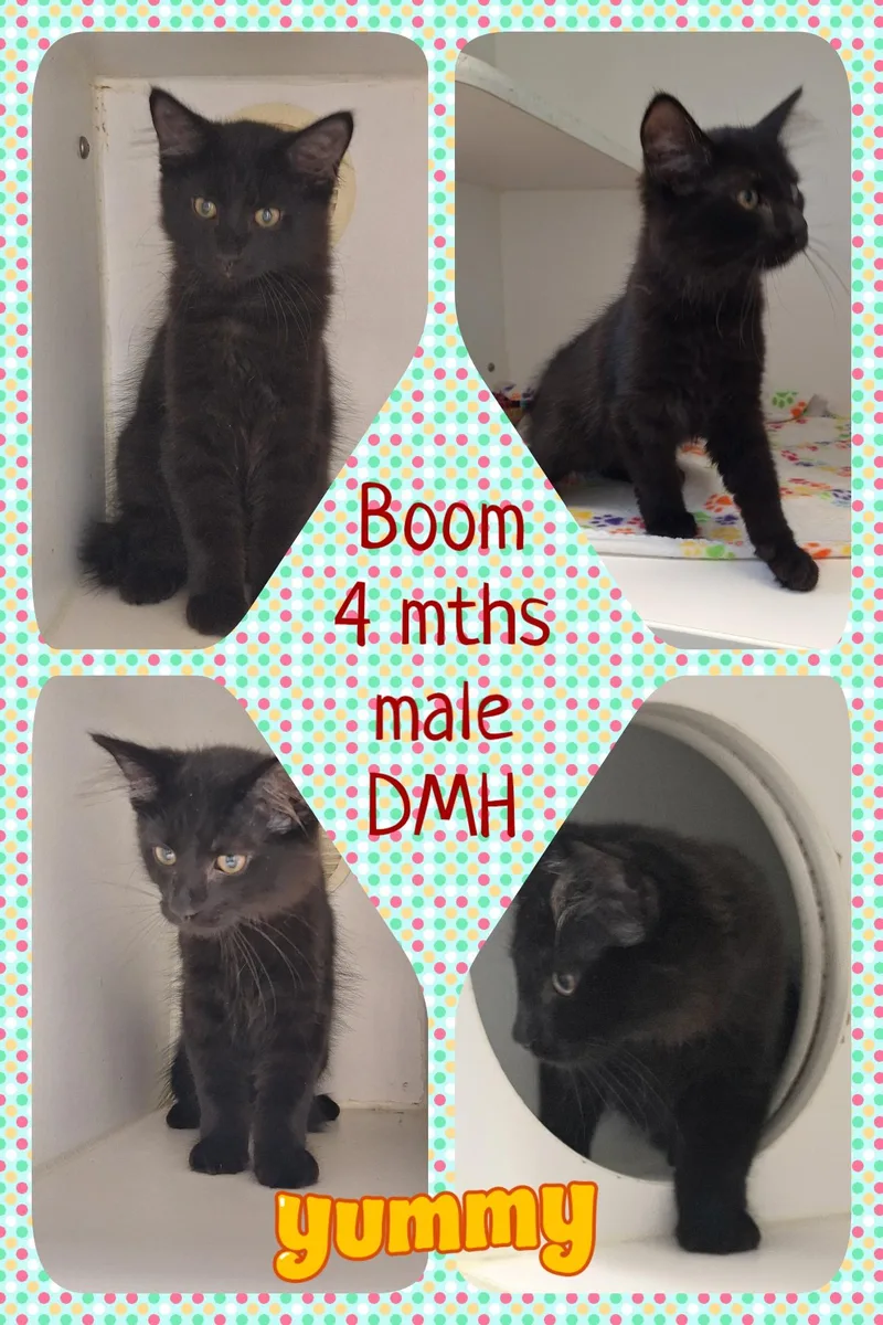 Boom & Blast thumbnail 2