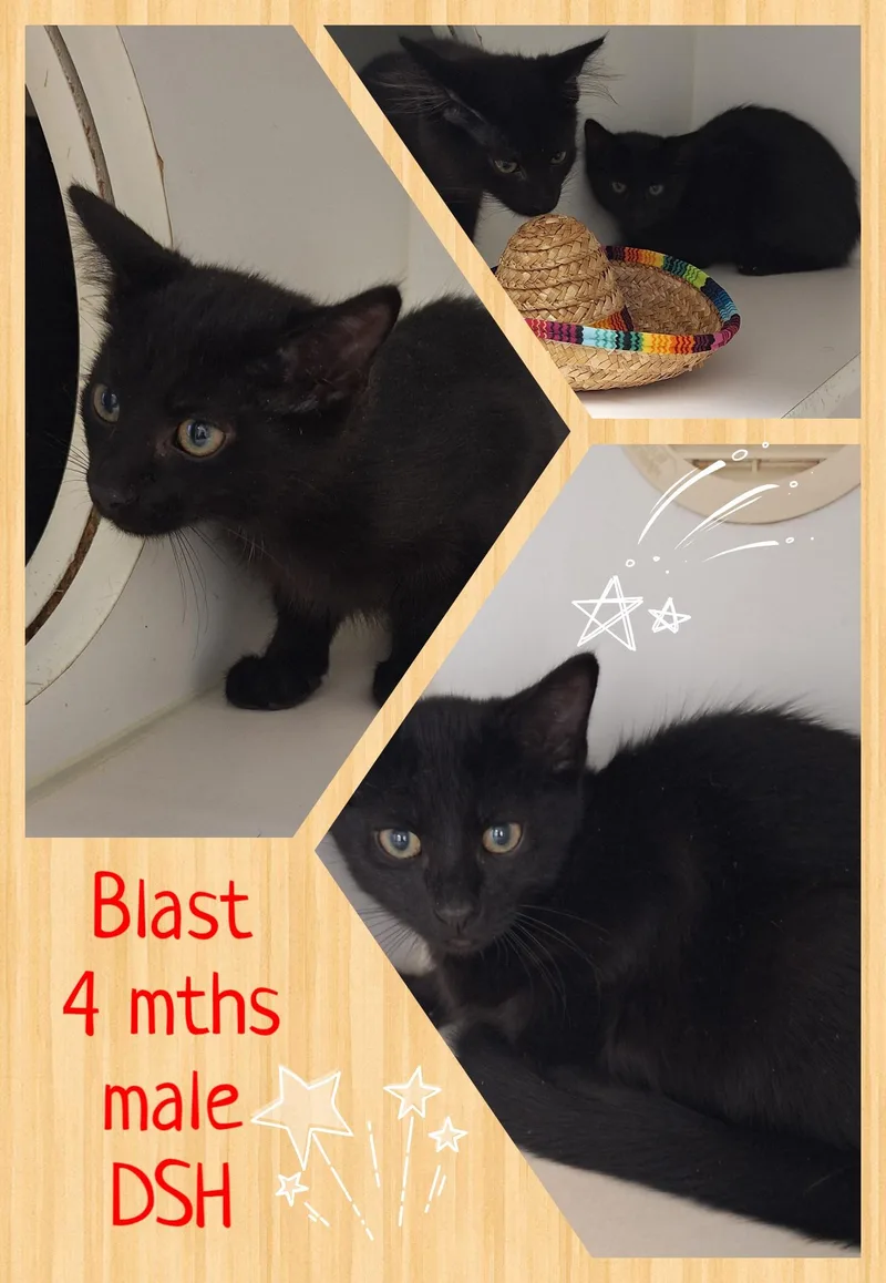 Boom & Blast thumbnail 5