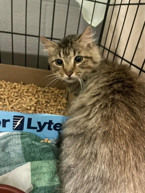 An adult medium-sized male Tabby (Brown / Chocolate) Domestic Short Hair cat named So Suppa for adoption in Cincinnati, OH