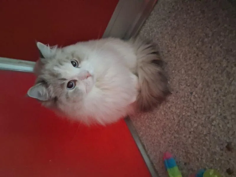 An adult medium-sized female Gray / Blue / Silver Ragdoll cat named Tiffany for adoption in Lake Havasu City, AZ