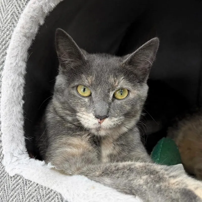A baby small-sized female Domestic Short Hair cat named Polly Papaya for adoption in State College, PA