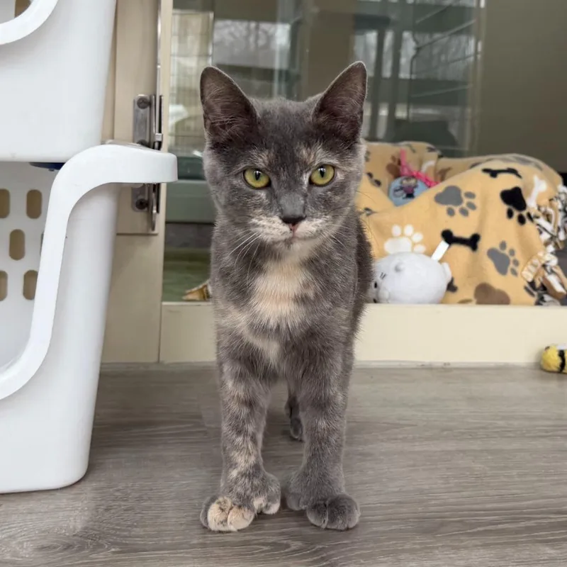 Polly Papaya thumbnail 3