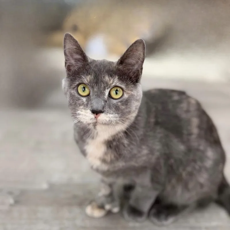 Polly Papaya thumbnail 4