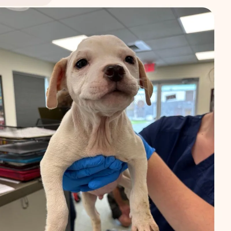 A baby medium-sized male White / Cream Beagle dog named Cooper for adoption in Browns Mills, NJ