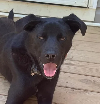 An adult medium-sized male Black Labrador Retriever dog named Kreacher for adoption in Louisa, VA