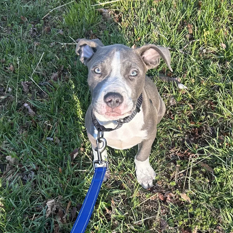 A baby medium-sized male Gray / Blue / Silver Pit Bull Terrier dog named Quiche for adoption in Columbia, MD