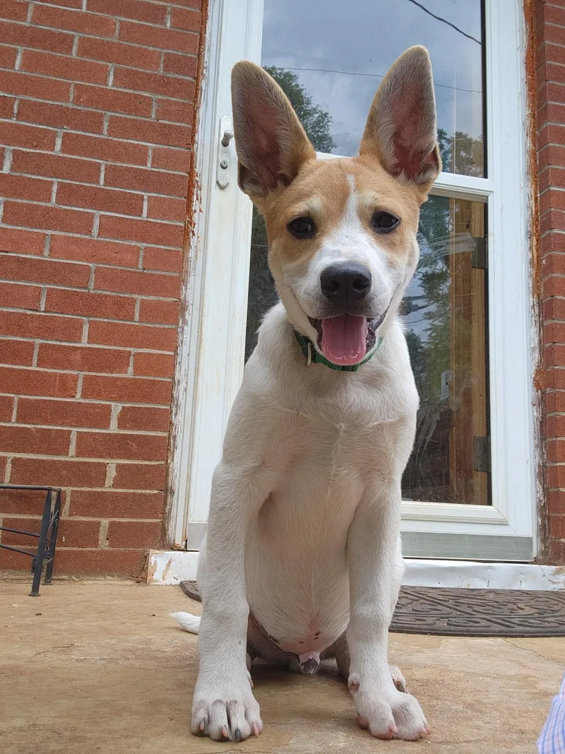 A young small-sized male Jack Russell Terrier dog named Fergus for adoption in Knoxville, TN