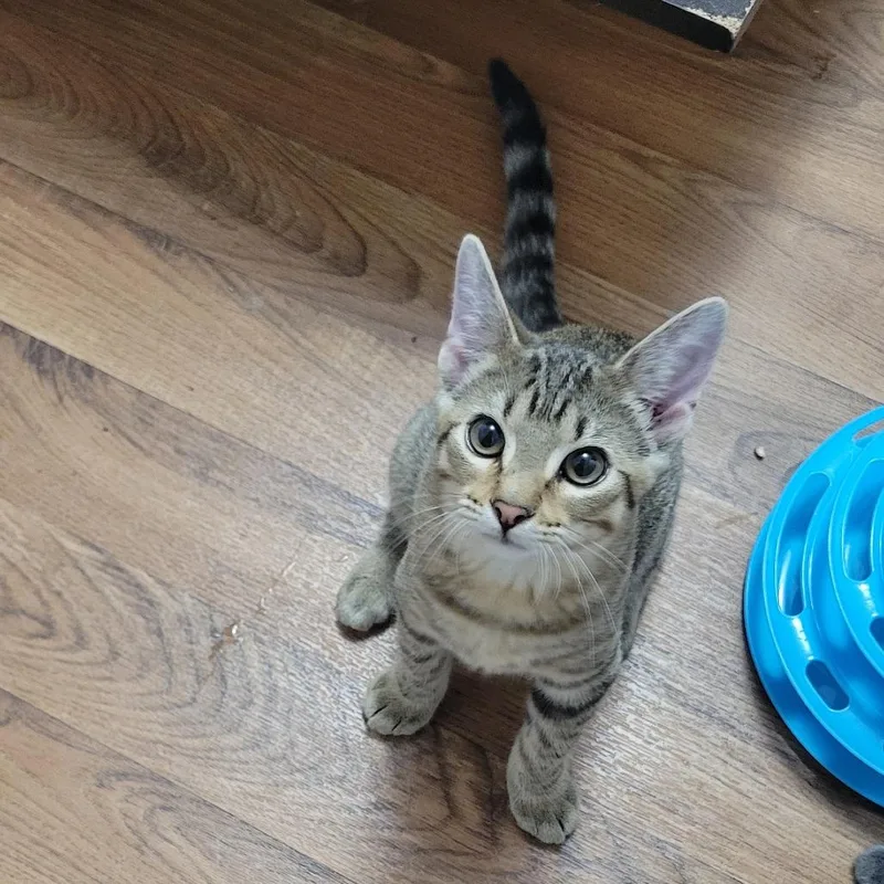A baby small-sized male Black Domestic Short Hair cat named Pip for adoption in Bismarck, ND