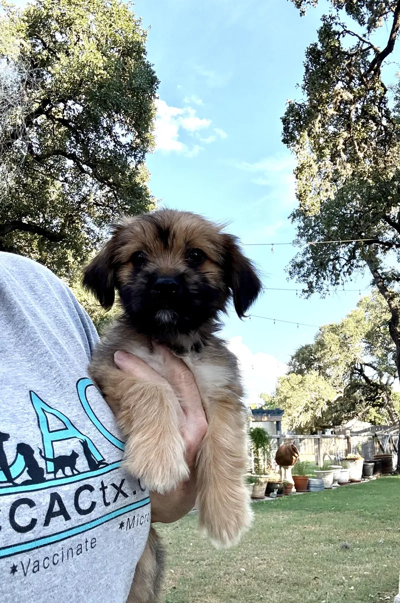 Teeter the fluffy scruffy