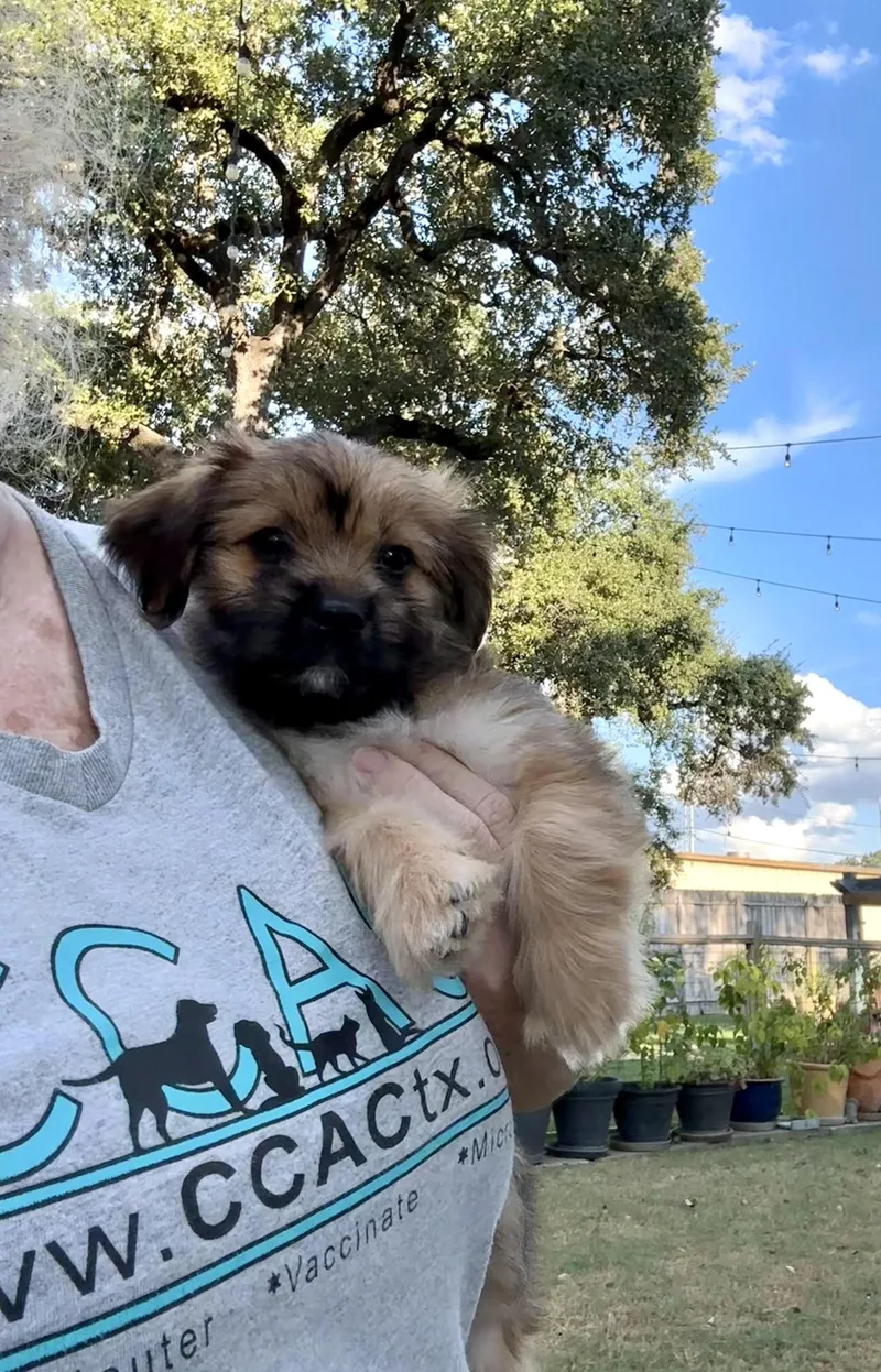 Teeter the fluffy scruffy thumbnail 2