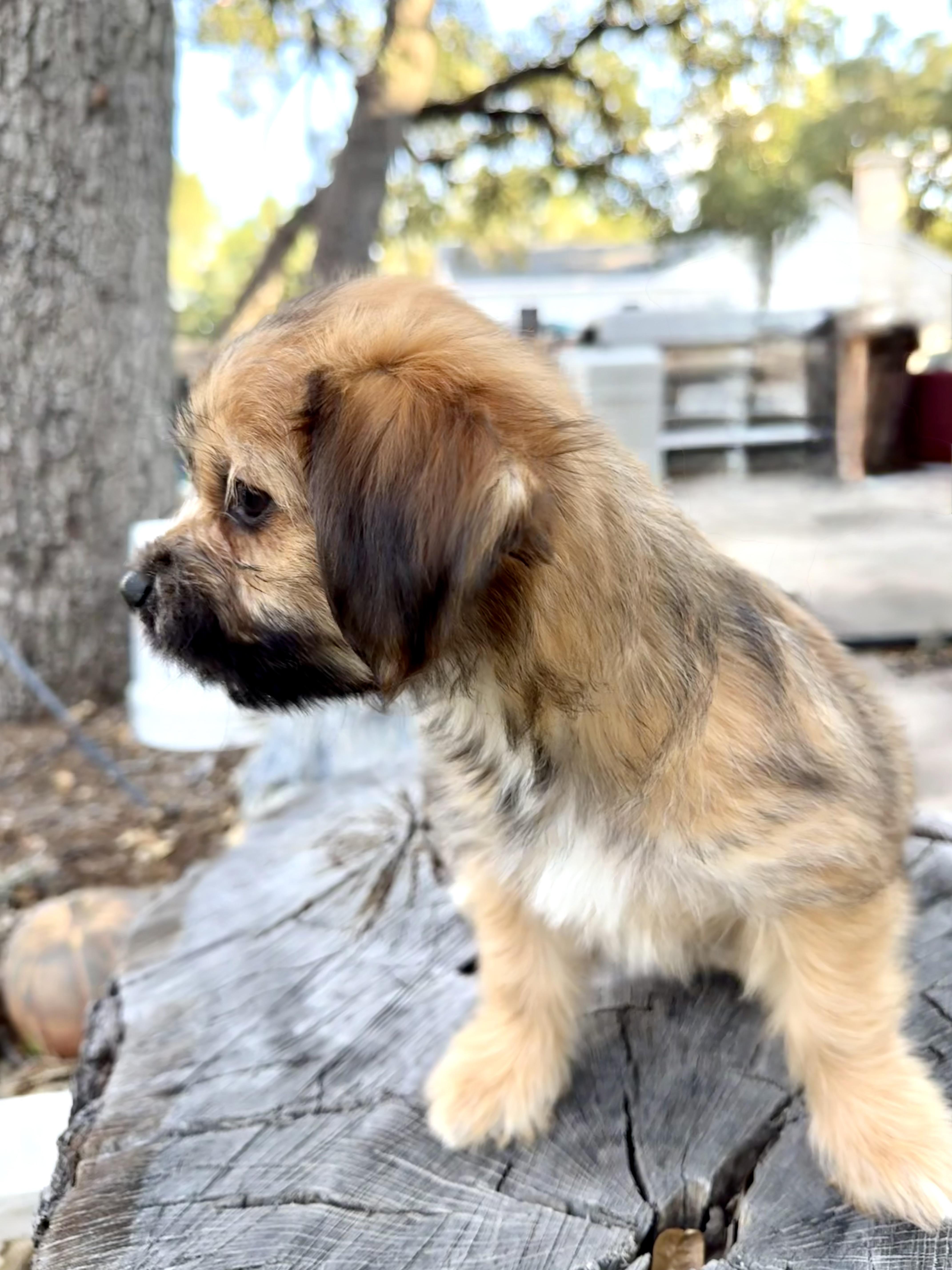 Teeter the fluffy scruffy thumbnail 3