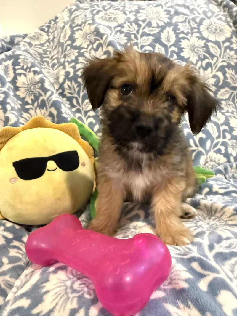 Teeter the fluffy scruffy thumbnail 4