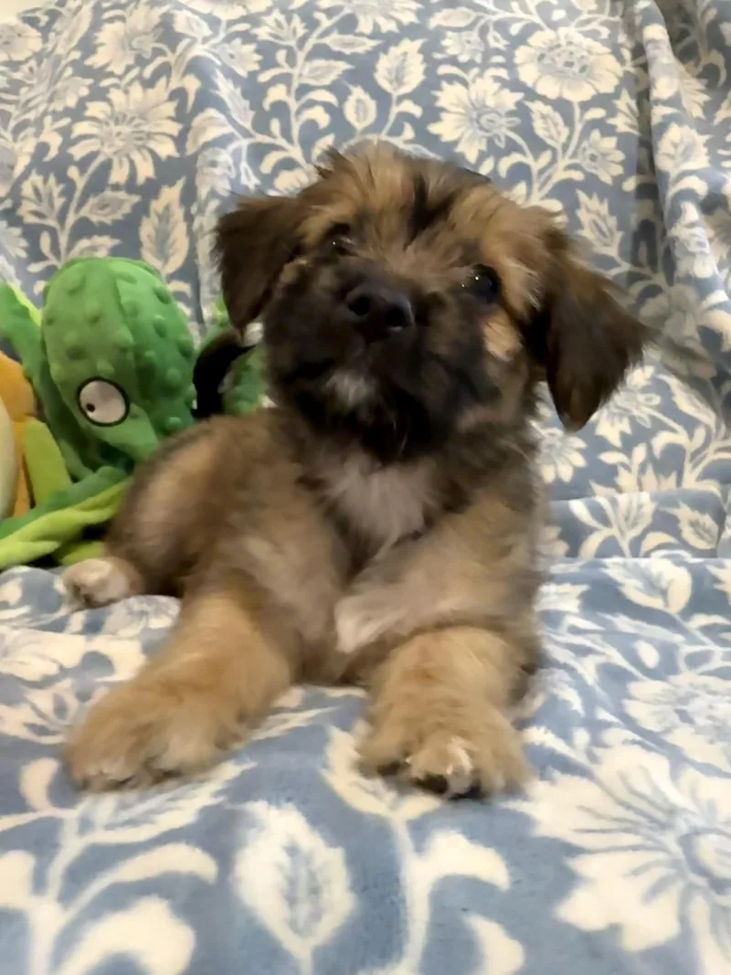 Teeter the fluffy scruffy thumbnail 5
