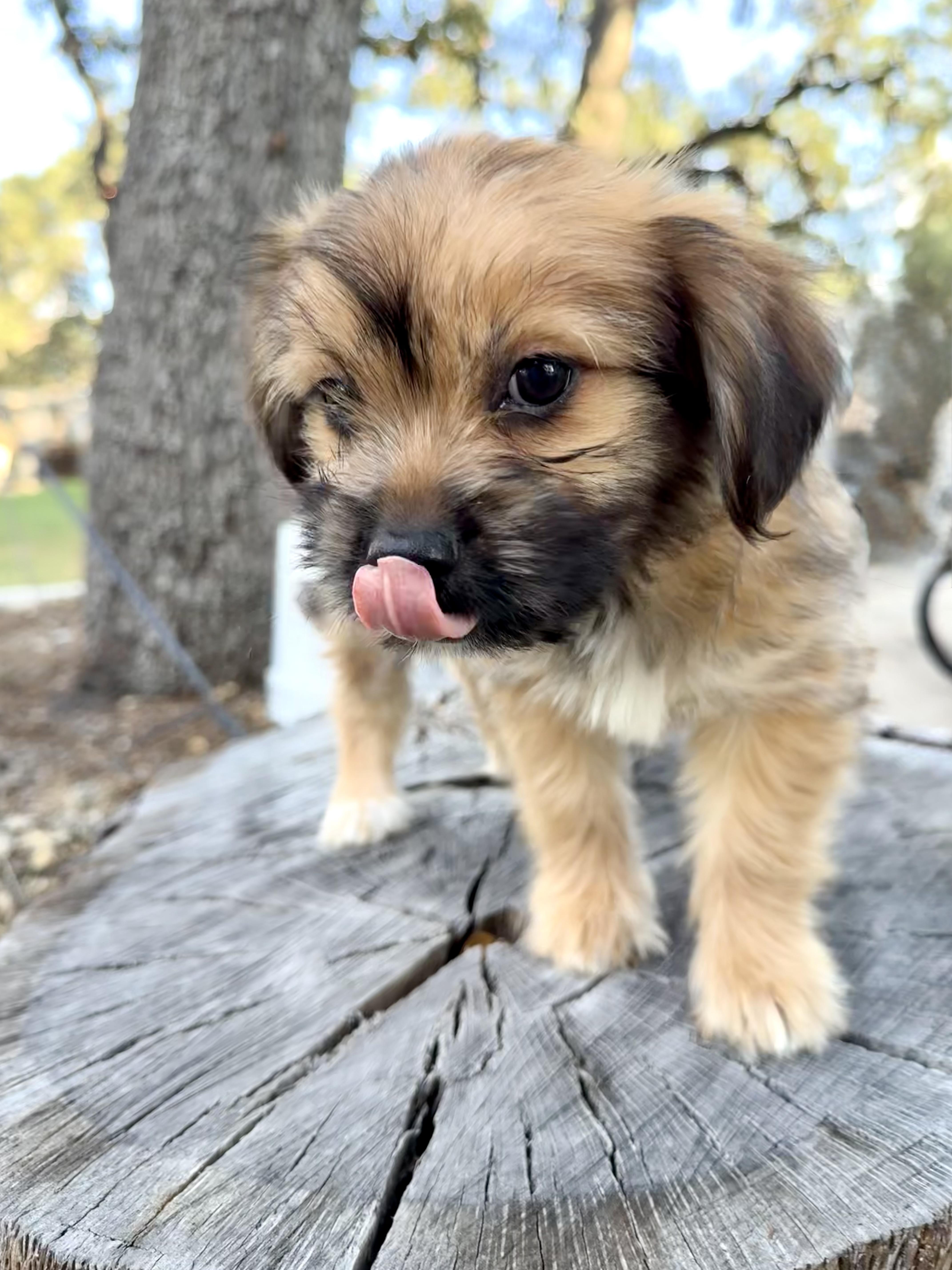 Teeter the fluffy scruffy thumbnail 6