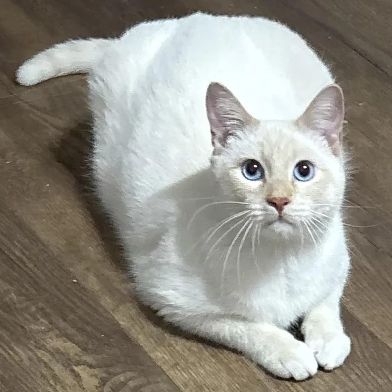 An adult large-sized male Domestic Short Hair cat named Fred for adoption in Fort Worth, TX