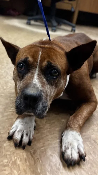 Constancia thumbnail 2