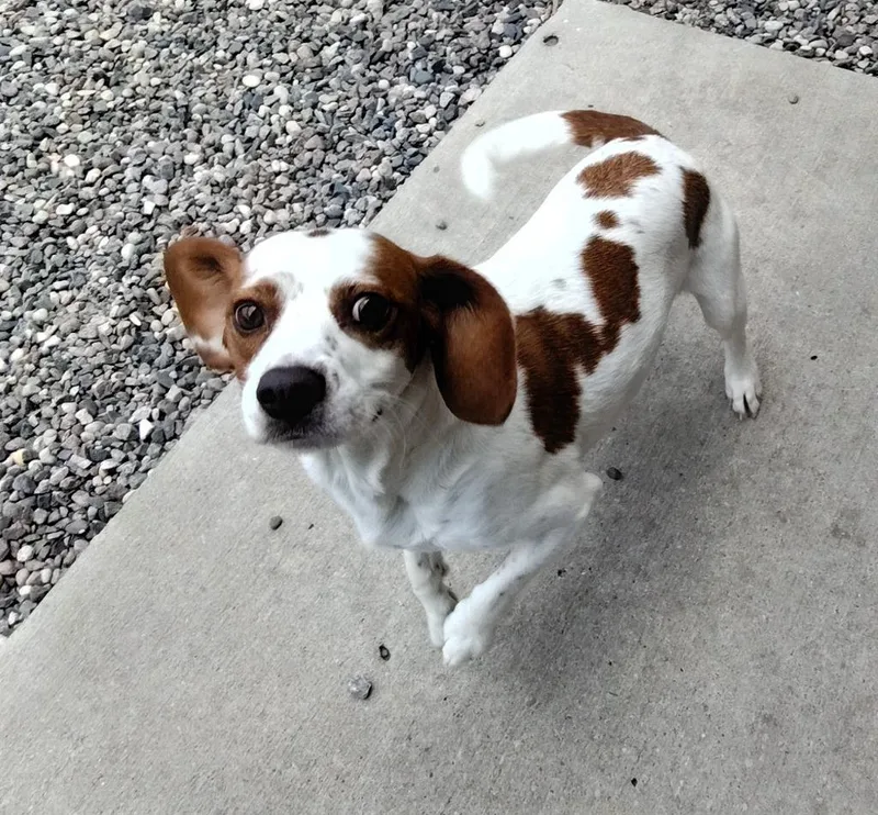 Sherlock Bones