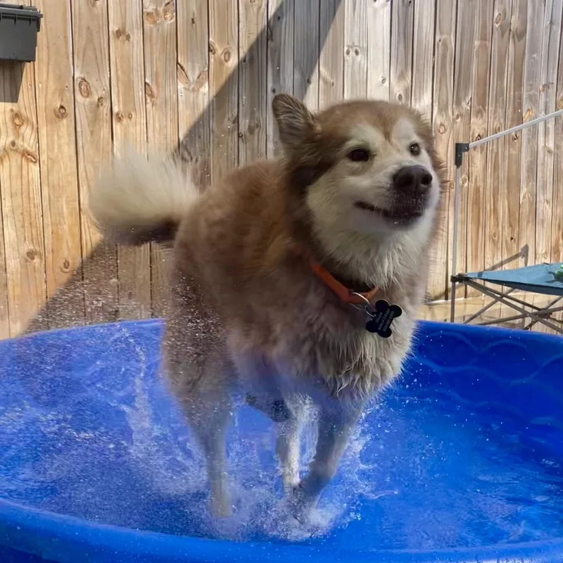 An adult medium-sized female Red / Chestnut / Orange Siberian Husky dog named Gaia for adoption in Freeport, FL