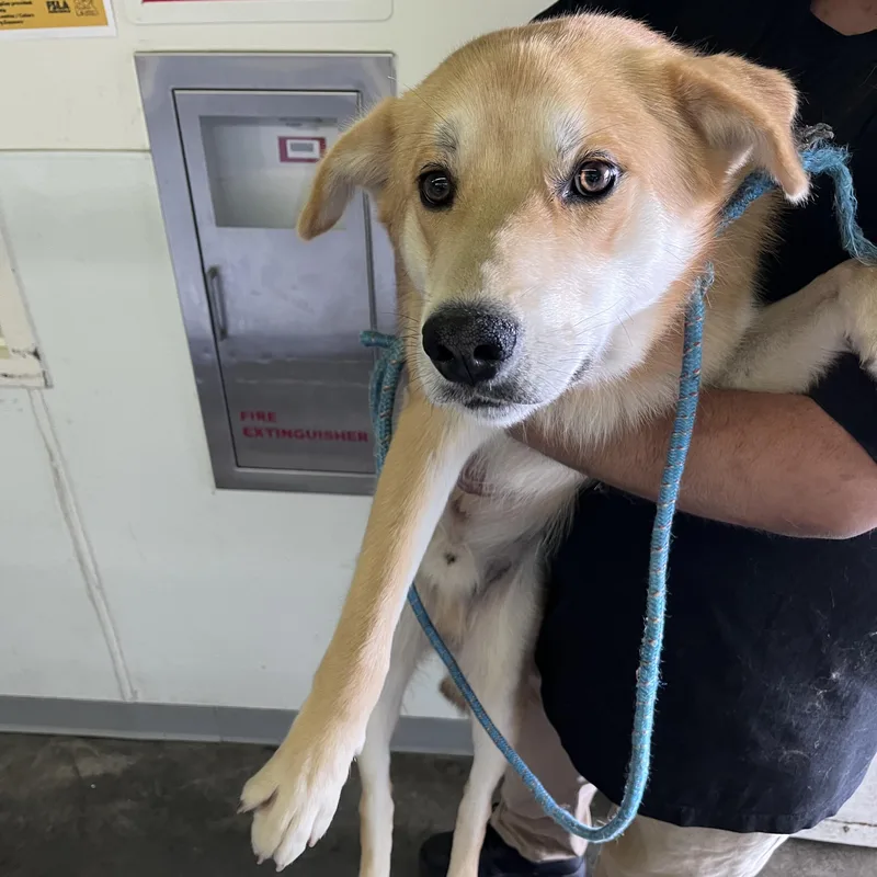 A young medium-sized male Husky dog named Guero for adoption in Los Angeles, CA