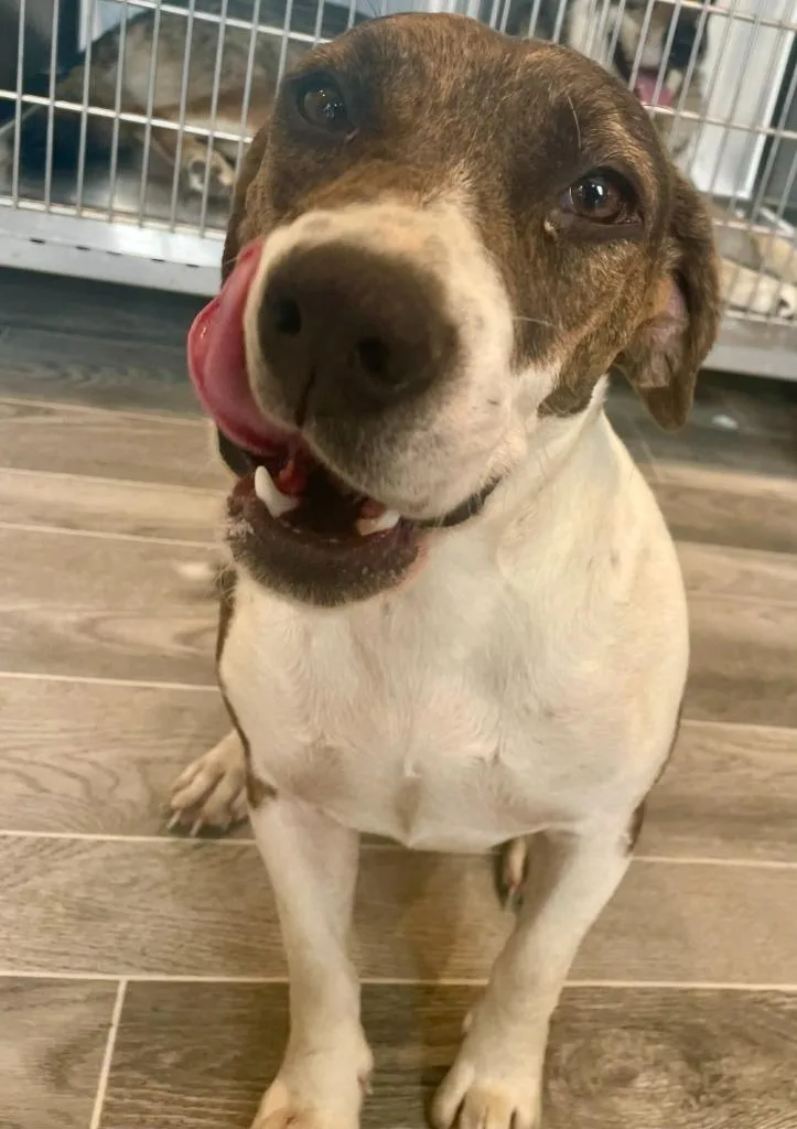 An adult medium-sized female Beagle dog named Whisper for adoption in Nashville, GA