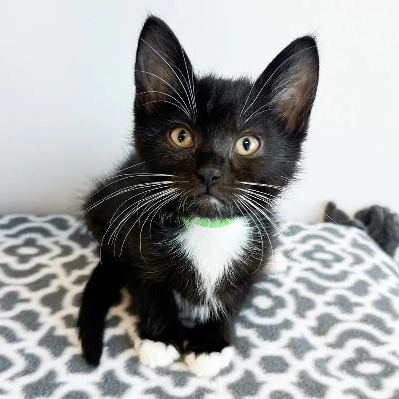 A baby small-sized female Black Domestic Short Hair cat named White Claws for adoption in Fort Wayne, IN