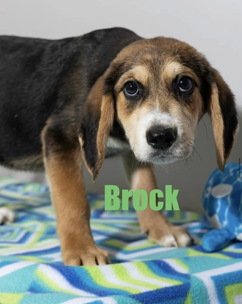 Brock