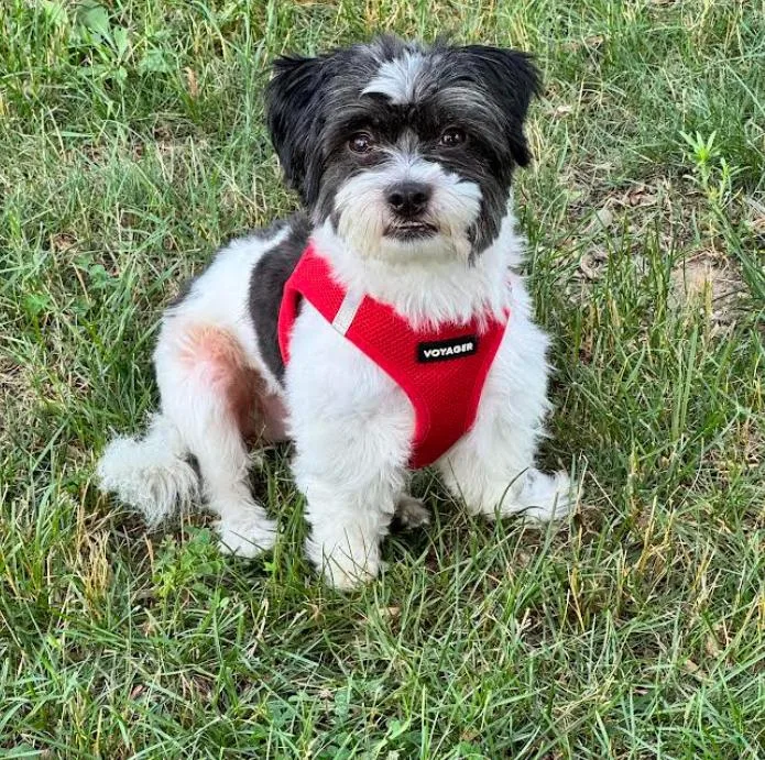 A young small-sized male Shih Tzu dog named Max in RI for adoption in Cranston, RI