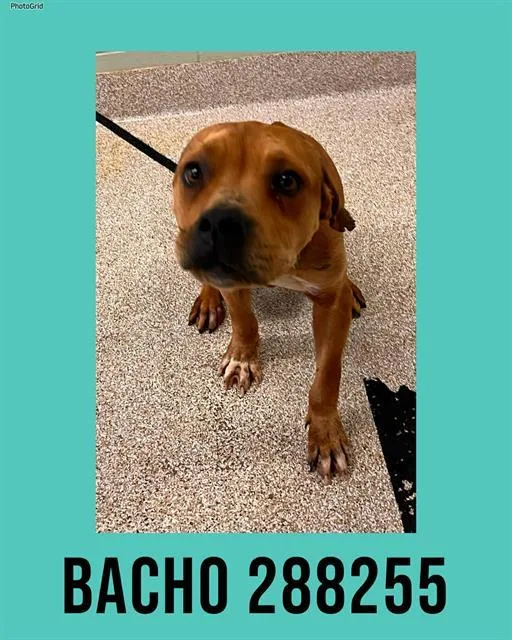 A young medium-sized male Mixed Breed dog named Bacho for adoption in Macon, GA