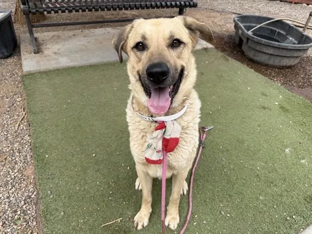 An adult large-sized male German Shepherd Dog dog named Toby for adoption in Phoenix, AZ