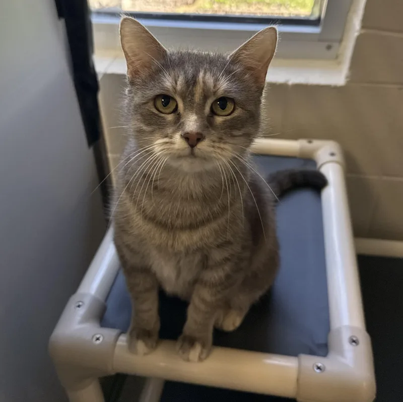 An adult medium-sized female Domestic Short Hair cat named Thera for adoption in Kearney, NE