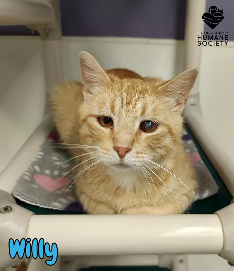 An adult medium-sized male Domestic Short Hair cat named Willy for adoption in Heath, OH