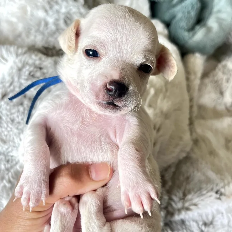 A baby small-sized male White / Cream Chihuahua dog named Nemo_ for adoption in San Diego, CA