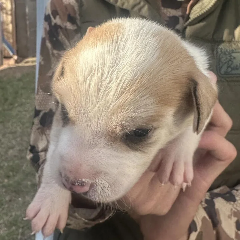 A young small-sized female White / Cream Labrador Retriever dog named Jilly for adoption in Midland, TX
