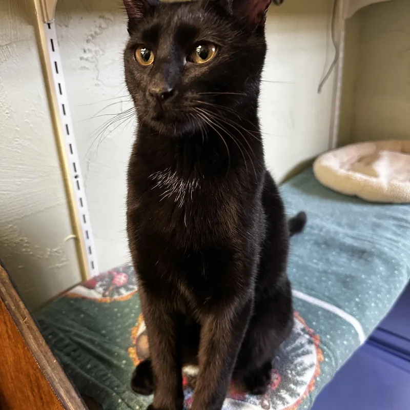 A young medium-sized male Black Domestic Short Hair cat named Clover for adoption in Toledo, OH