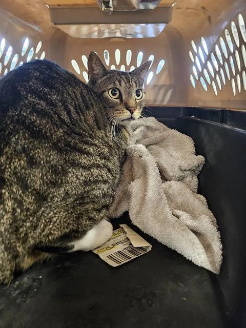 An adult large-sized male Domestic Short Hair cat named Cash for adoption in Palmetto, FL