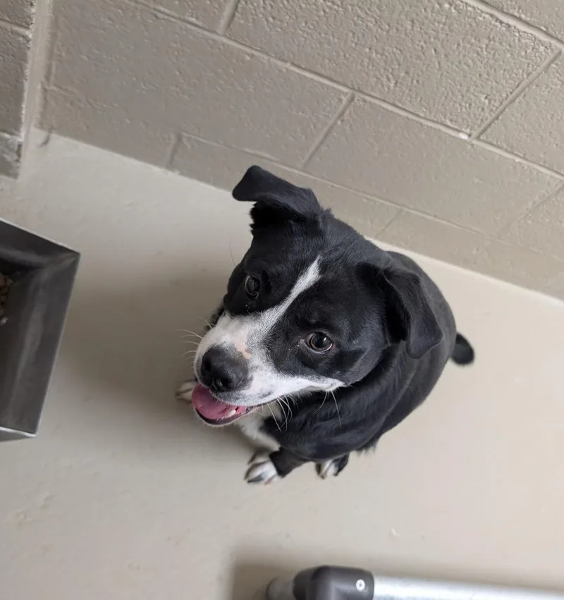 A young medium-sized male Affenpinscher dog named Poker for adoption in Havre, MT